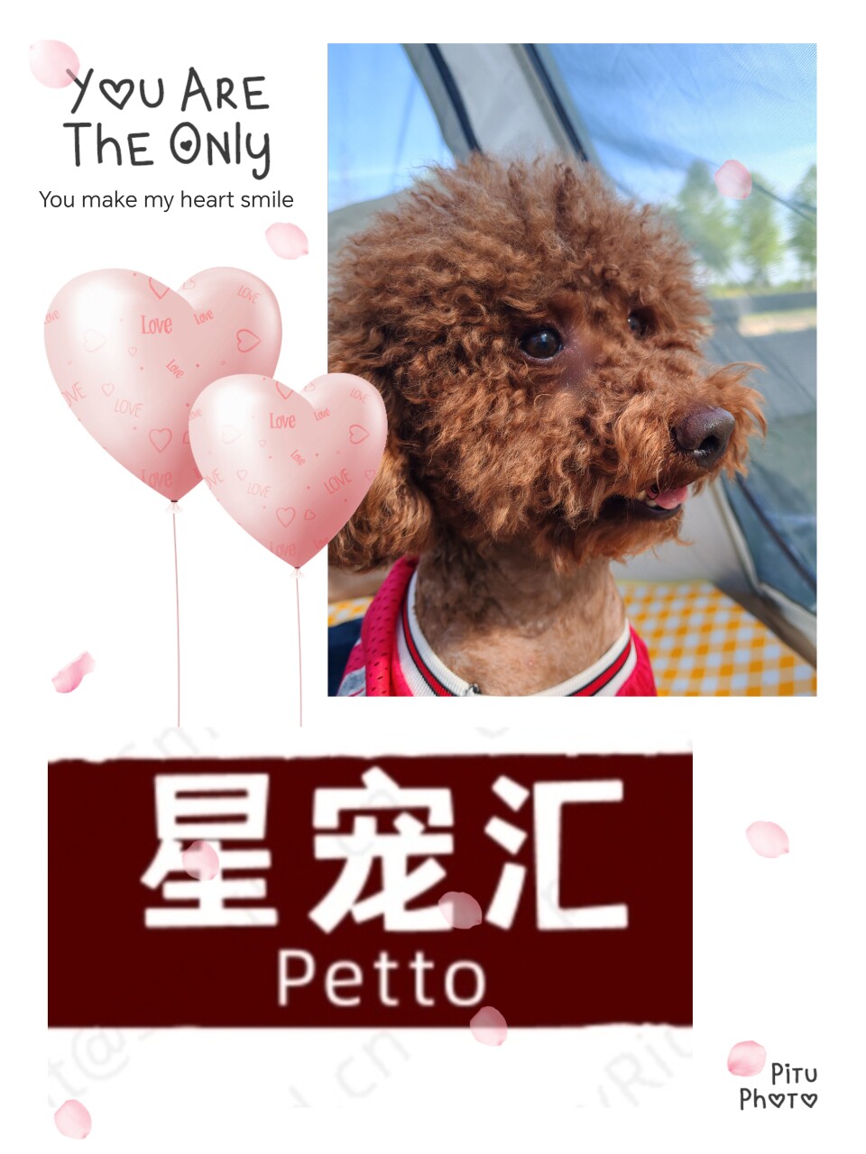 星宠汇宠物之家