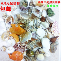Natural conch shell scallop fish tank landscaping decorations Roll shellfish hermit crab set shooting props Ocean bottle