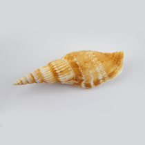 Conch shells small golden axe torch screw 6cm aquarium landscaping decoration platform wall stickers wedding set-ups