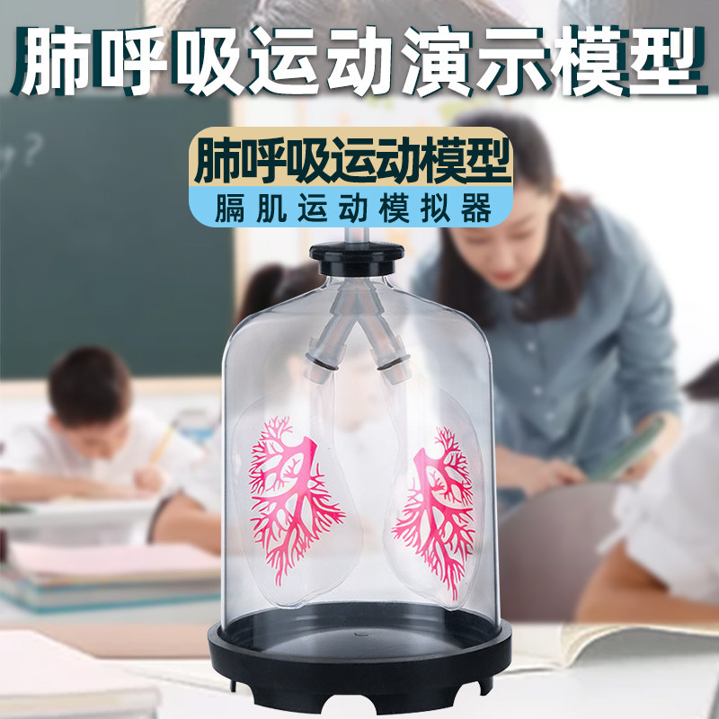 膈肌运动模型肺呼吸模拟器初中生物人体肺部气体交换实验器材教具仪器肺呼吸模型小学科学用人体呼吸运动模型