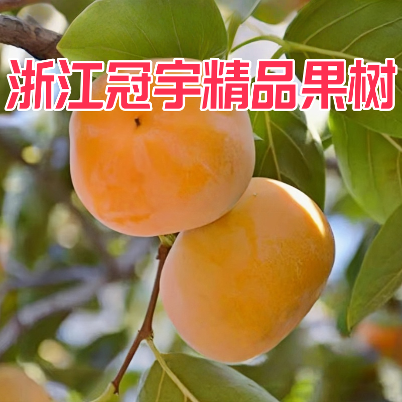浙江金华冠宇精品果树