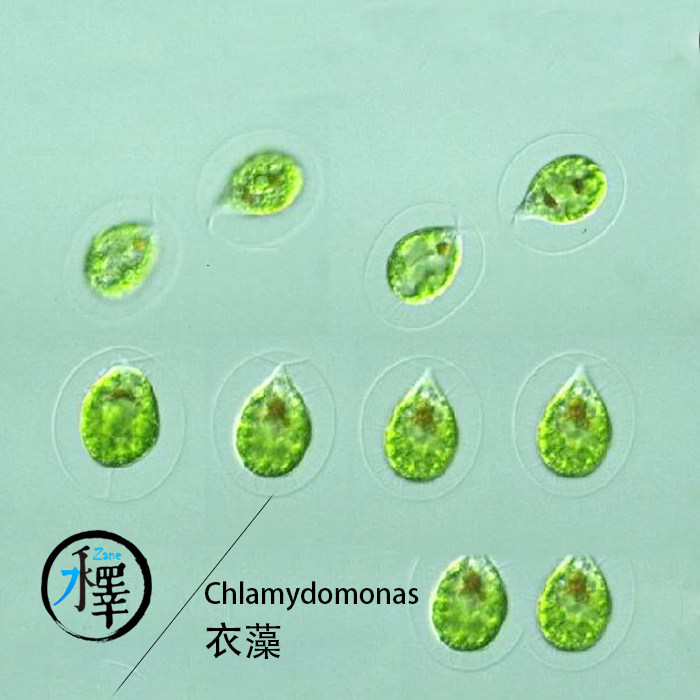 衣藻莱茵衣藻:揭秘微藻界的“小巨人”及其在鱼苗开口饲料中的应用-观赏鱼饲料-淘宝好物网
