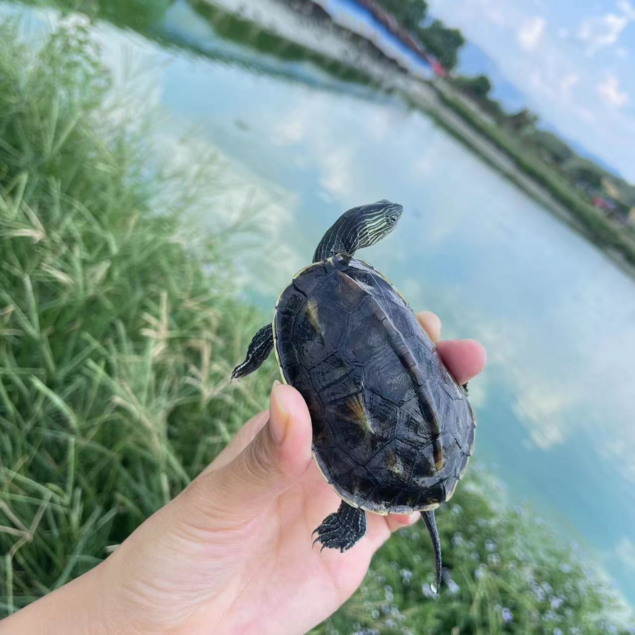 黏人草龟花龟苗:小乌龟界的萌宠担当,你家缺一只吗?🔥-龟-淘宝好物网