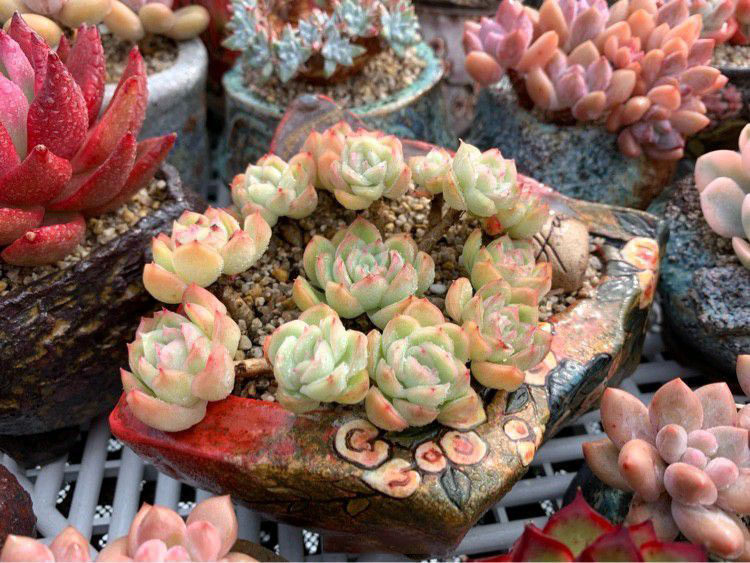 用赤玉土來種多肉 它有什麼優缺點 淘寶海外
