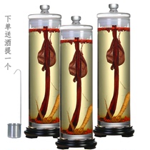 Glass wine bottle slender height long tube ginseng deer whip wine jar sealed jar sample bottle Display Display wine wine tank