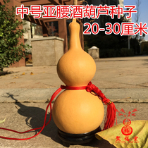 Natural gourd seed medium Aiwao gourd seed can be balcony potted wine gourd seed