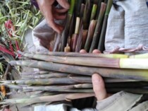 Out of stock at the 3 4 yue Jiangxi Takayasus wu qiao mao sun wild small bamboo shoots fresh ye sun shell ye sun peel with hand sun