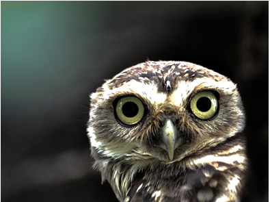 Lumière vélo TACX - Taillights - Ref 2399386 Image 29