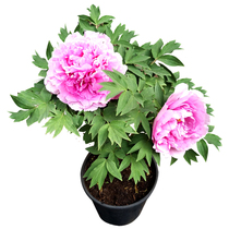 2-3 years Luoyang potted peony flowers Miao flowers with flower buds with original basin Repetal large flower grafting Balcony Courtyard Flowers