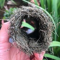 Japanese imported pure natural rice field fish watchback medaka fish egg collector egg collector 2023 new floating type