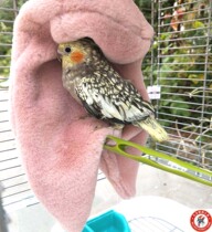 Parrot Warm Supplies Birds With Blanket Insulation Shawl Bird Nest Birds Nest Bird House Birds House Shelter From Bird Cage Pendant