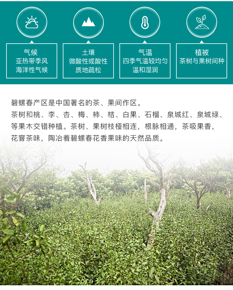 梅府茗家 2020年新茶 浓香型绿茶碧螺春 250g 图4