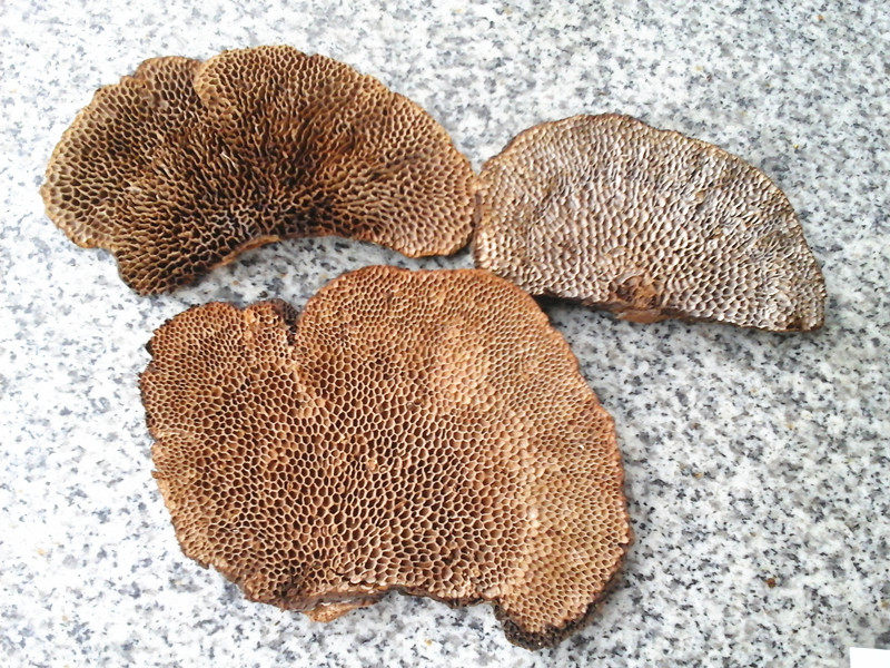 Tibetan specialty honeycomb Ganoderma lucidum whole flower hair honeycomb mushroom cut Ganoderma lucidum tablets ground Ganoderma lucidum powder 250 grams