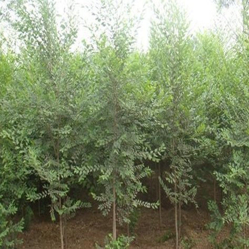 工程庭院绿化苗木金叶榆中华金叶榆速生榆树苗榆树小苗食用榆树苗-阿里巴巴