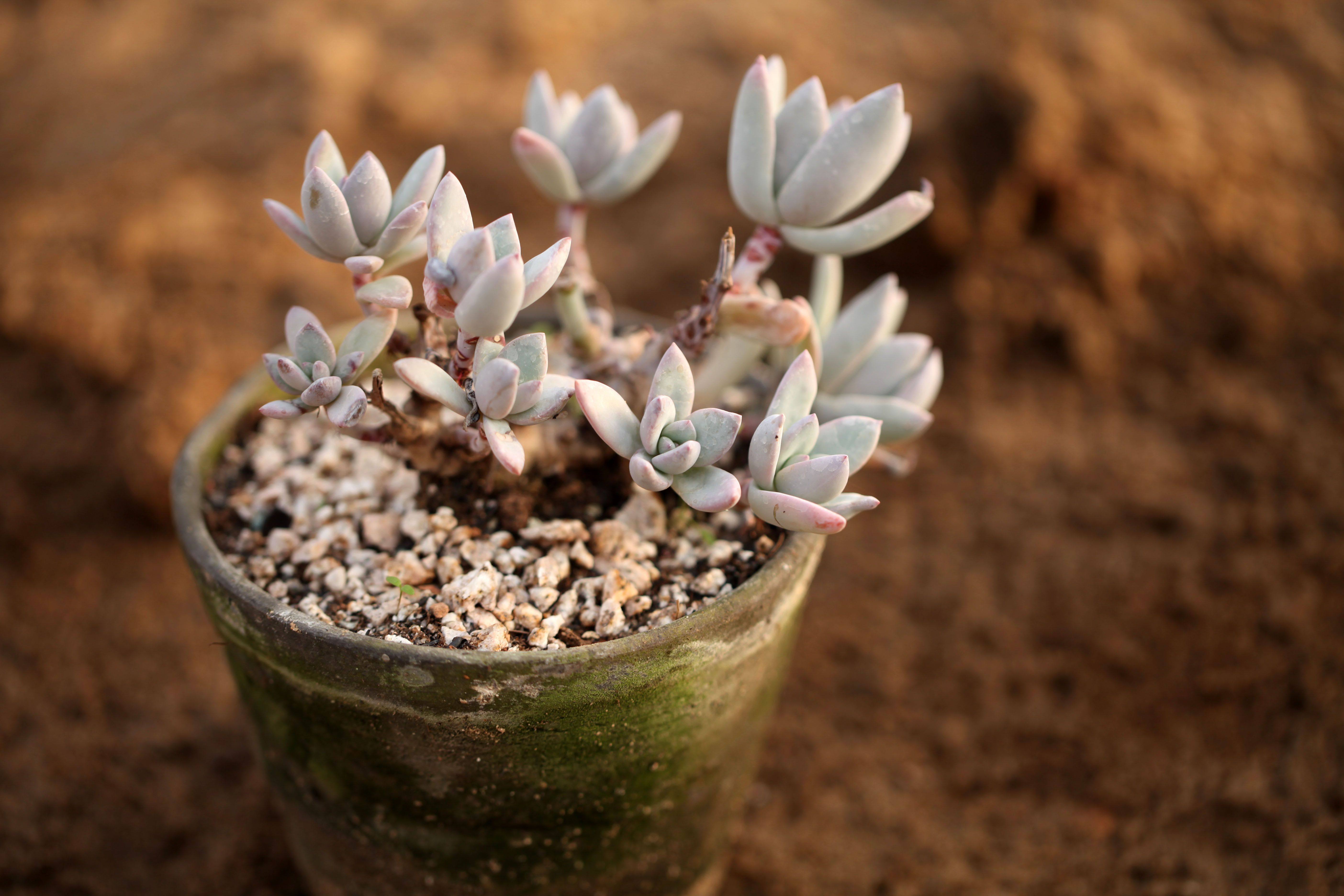 多肉植物種植 盆底下需要鋪一層石頭嗎 淘寶海外