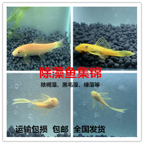 Scavenger fish living fish tank benthic litter tool fish tropical ornamental fish red blue beard bites living