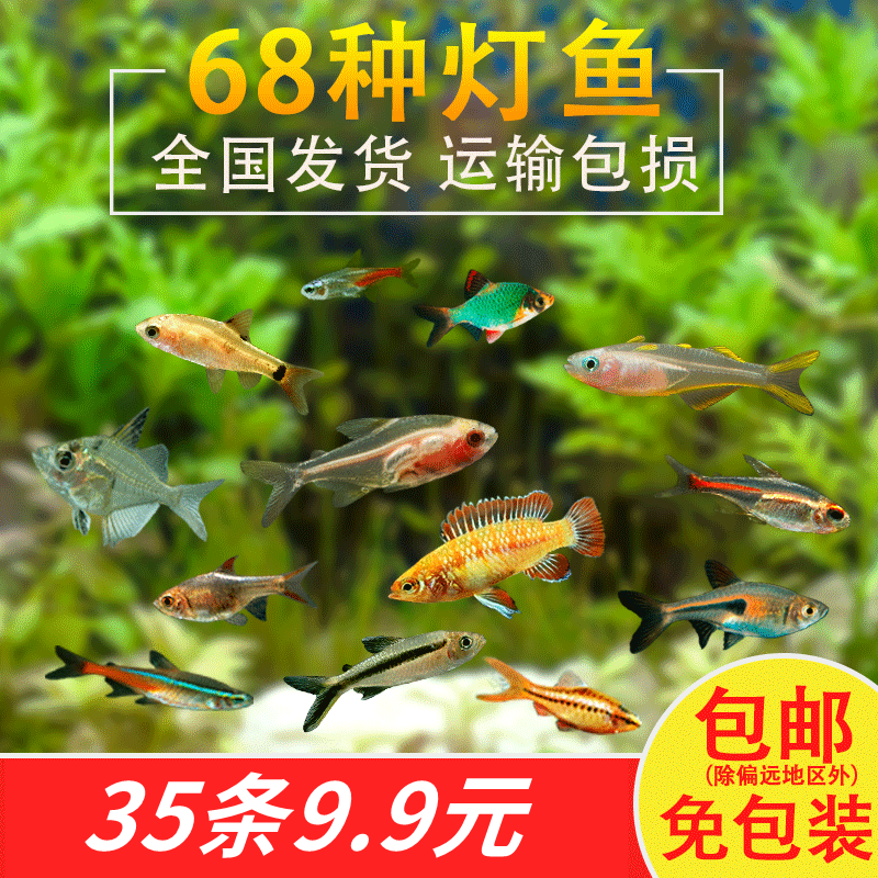 Traffic lights small lantern fish tropical ornamental fish freshwater Baolian lantern fish live fish guppies swimming fish
