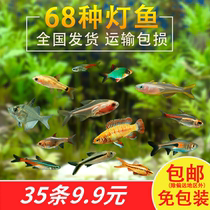 Traffic light corfish fry small zebra tropical ornamental fish cold fresh water Good raising and resistant living Pauline Peacock boutique anchovies