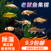 Scavenger Tool Fish Gold Moss Rat Panda Pearl Coffee Violet Clean Fish Bottom Shelter Fish Living Eating Shit