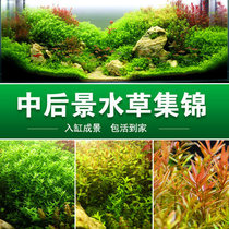 With stem class new hand negative build view water grass green chrysanthemum centipede pearl water banyan large pagoda deer angle iron pretzels