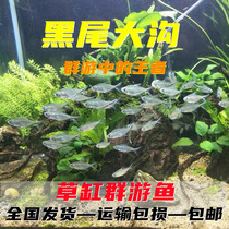 Black Tail Large Hook Black Tail Flag Tropical Fish Ornamental Fish Grass Vat Group Tours Fish Black Tail Light Fish Small Fish Living Fish Bag Live