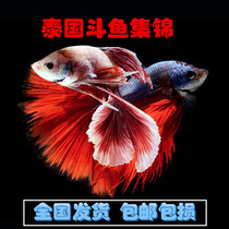 Thai fighting fish tropical ornamental fish living fish Thai fighting fish lion king bullfish half-moon fighting fish horsetail fighting fish