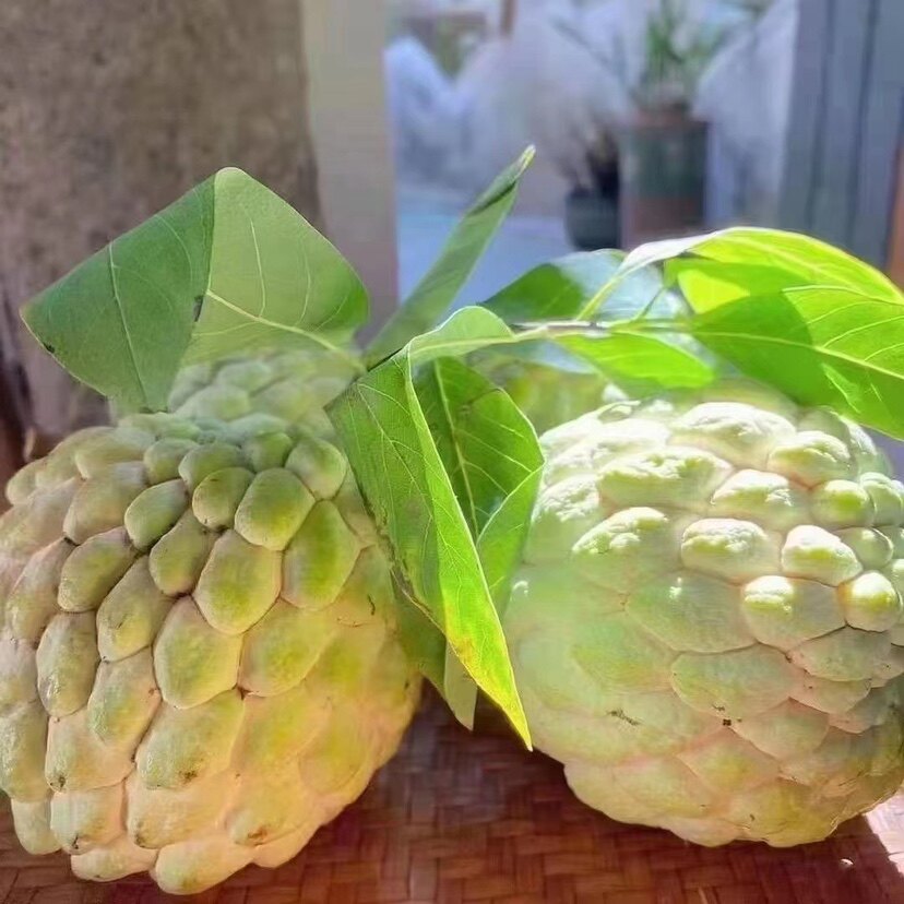 潮汕林檎大果番果荔枝，正宗樟林牛奶释迦果，新鲜现摘佛头果，尝鲜不等待！