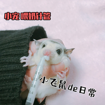Glider Squirrel Flying squirrel Hedgehog Chinchilla Hamster Flower branch mouse Milk mouse Feeding medicine needle tube