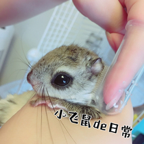 (Little flying mouse de daily) Squirrel hamster honey comb Squirrel finger comb soft hair does not hurt the skin