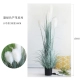 № 10 [Dai Green Creed Height 150 см]