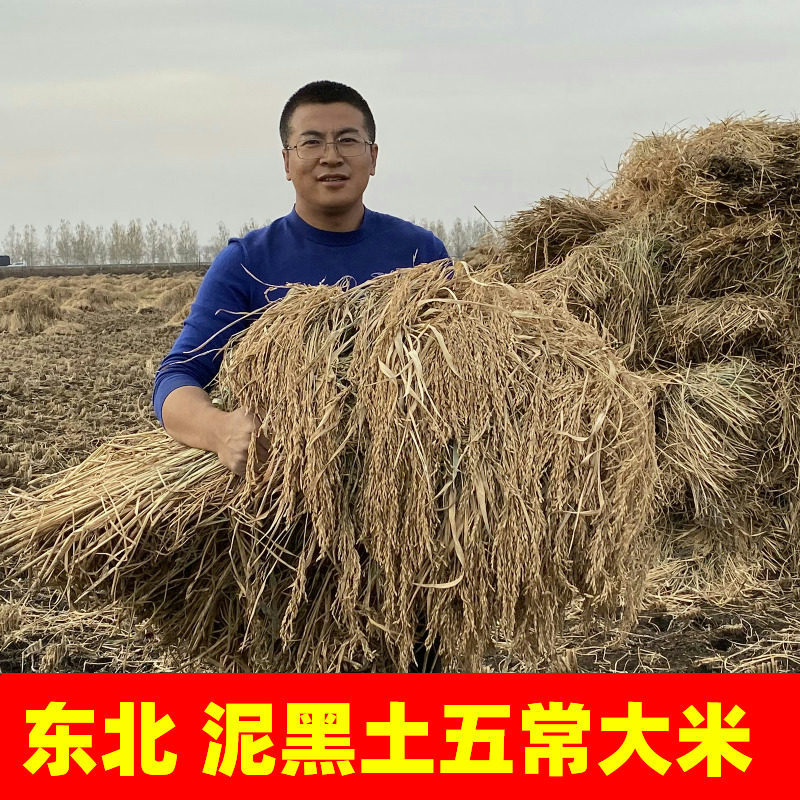 The five regular rice scented mouthfeel grown on the north-eastern cultivation of the grass mud land by 10 kilos