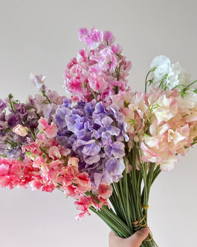 Fragrant Fairy-Like Peas and Fresh Flowers, High-End Perfume-Grade Floral Materials, New Year Flowers, Water-Cultivated Flowers, Fresh Cut Flowers with Free Shipping