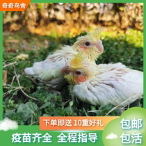 Xuan Phoenix Parrot Chick Living Yellowing Young Birds Half Moorbird Talking Bird Hands Raised Bird Watching Pearl Manufacturer Direct