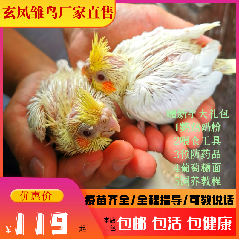 Cockatiel chicks Live yellowish young Half-hairy birds Talking birds Hand-raised birds Ornamental breeding Primordial pearls