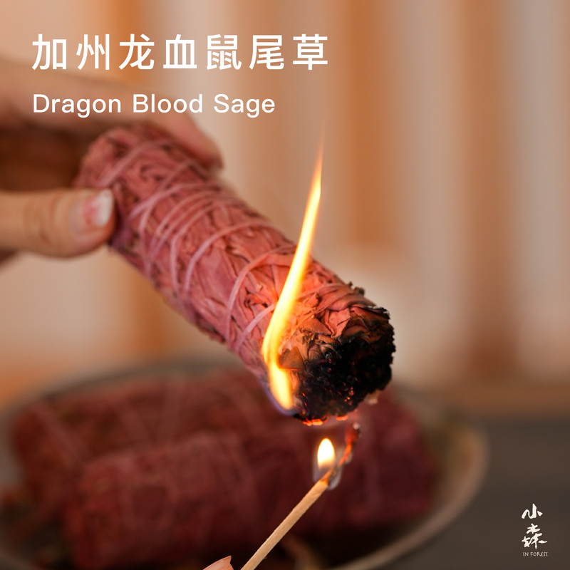 In Forest Little Forest Dragon Blood Sage Plant Aromatherapy for Purifying and Cleaning Spaces In Forest Little Forest Dragon Blood Sage Plant Aromatherapy for Purifying and Cleaning Spaces