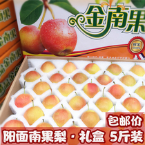 Authentic Anshan Nanguo Pear Super Nanguo Pear Red Fruit Big Fragrance Pear Anguo Pear Gift Box 5 Jin