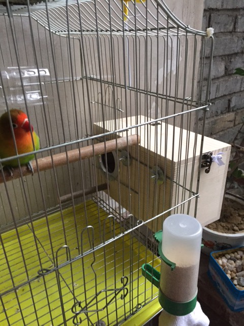 玄凤虎皮牡丹鹦鹉鸟用繁殖箱巢箱鸟窝鸟巢孵化箱竖式保暖鸟笼配件