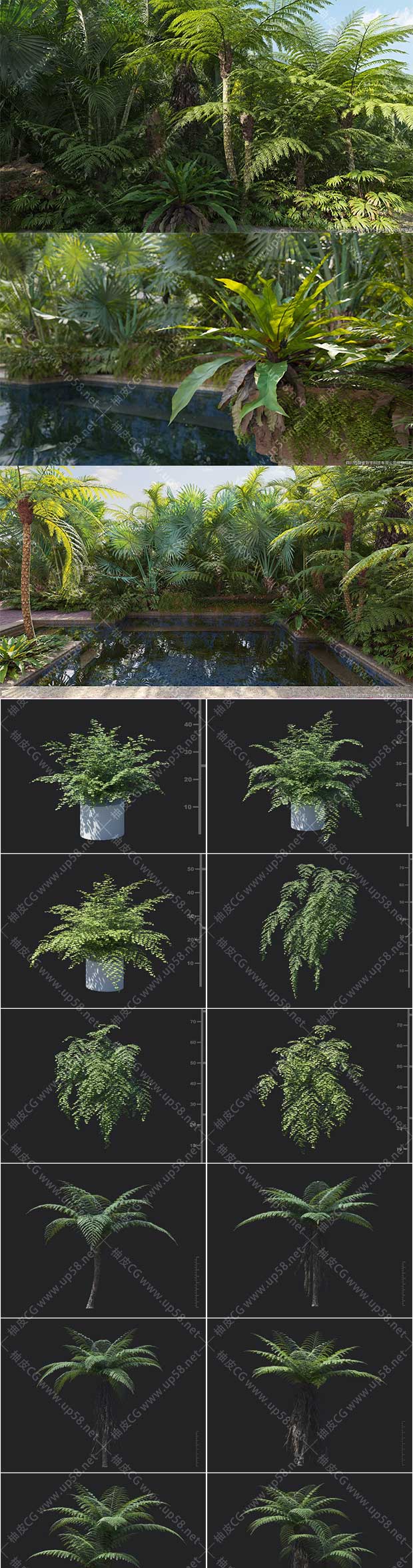 3DSMAX / VRay / Corona梨树木犀草红掌双齿蕨精细3D模型素材