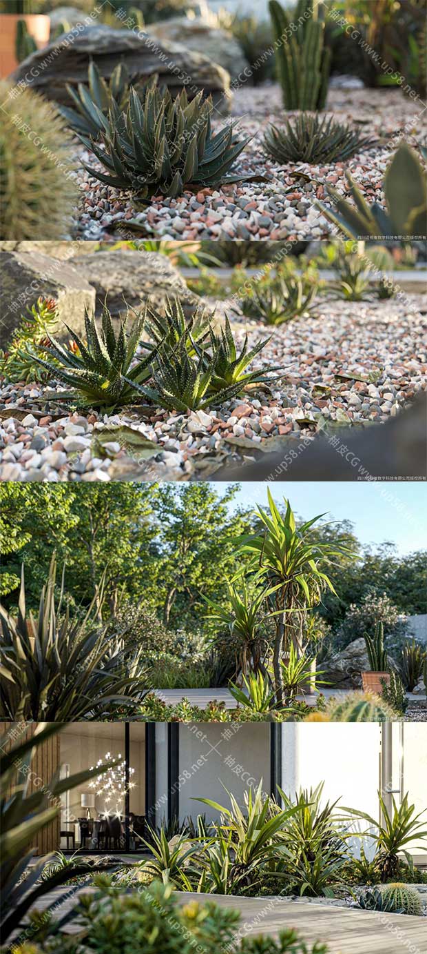 3Dsmax / VRay / Corona园林设计精细仙人掌龙舌兰多肉植物3D模型素材