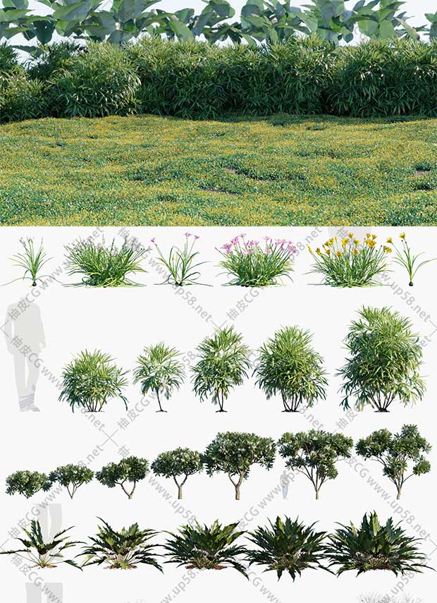 3DSMAX / VRay / Corona园林环境灌木藤本植物3D模型素材