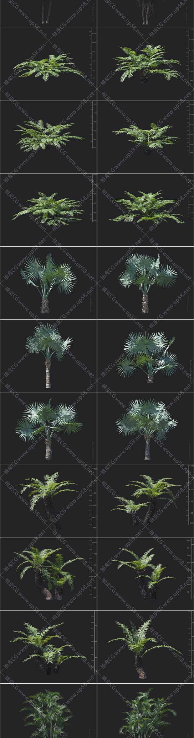 3DSMAX / VRay / Corona梨树木犀草红掌双齿蕨精细3D模型素材