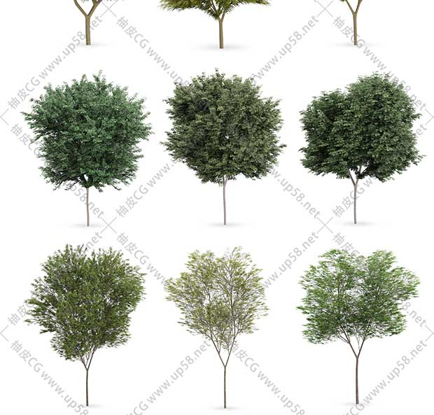 21个3DSMAX / C4D / VRay树木植物高精度3D模型