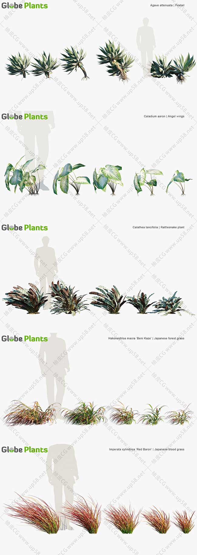 80种3DSMAX/Corona/VRay独特逼真的3D灌木植物模型