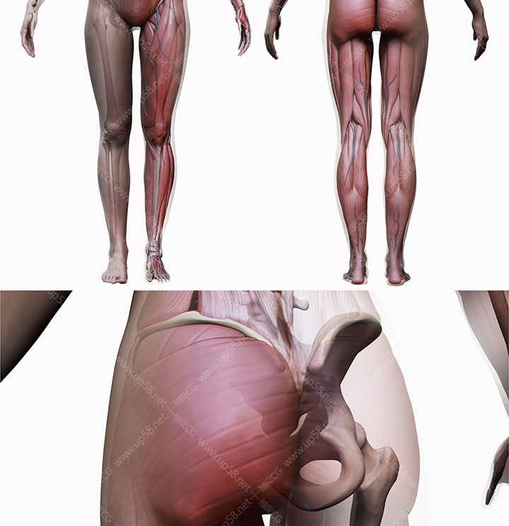 ZTL / OBJ男性女性人物角色骨骼肌肉雕刻精细3D模型