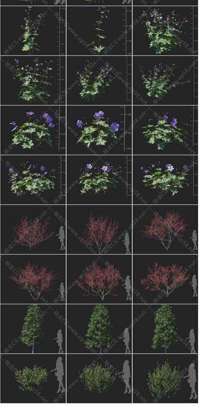 3DSMAX金缕梅冬青刺芹蓝雾树海芋大叶榛黄花龙胆精细3D模型