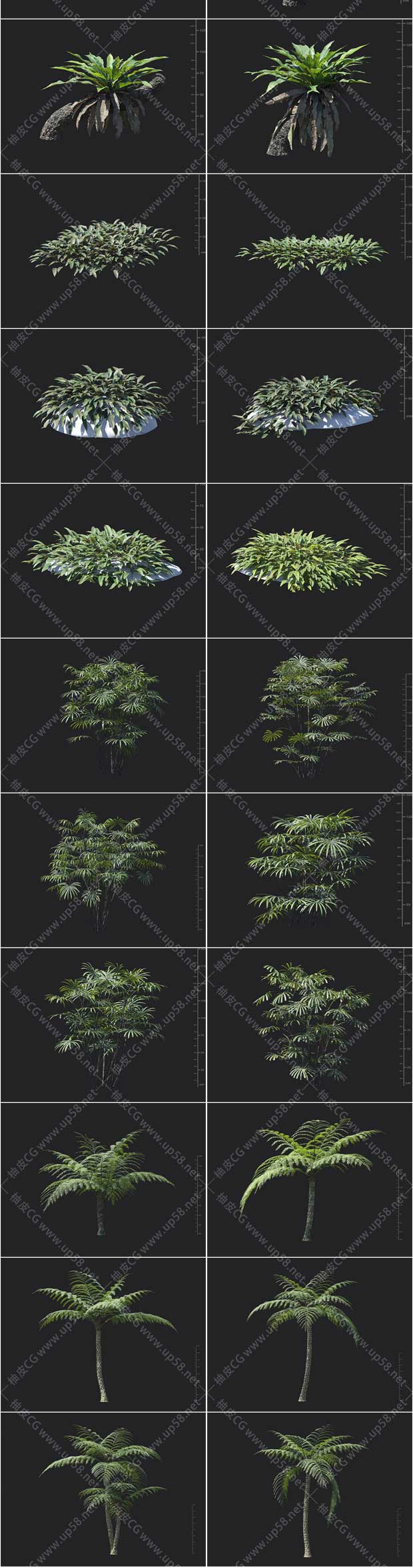 3DSMAX / VRay / Corona梨树木犀草红掌双齿蕨精细3D模型素材