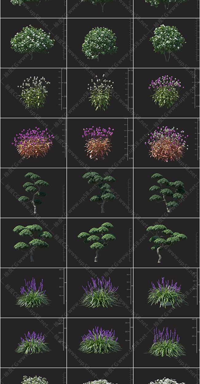 3DSMAX山茶冬青麦冬杜鹃五味子鸡冠花精细3D植物模型