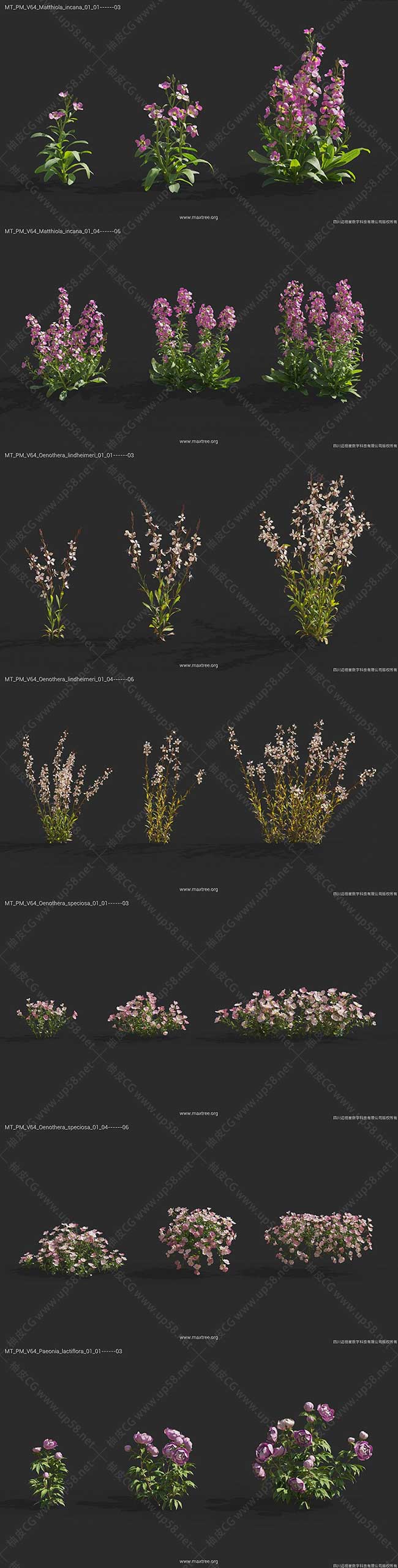 3DSMAX/VRay/Corona芍药羽扇豆自由花百合天竺葵精细3D模型