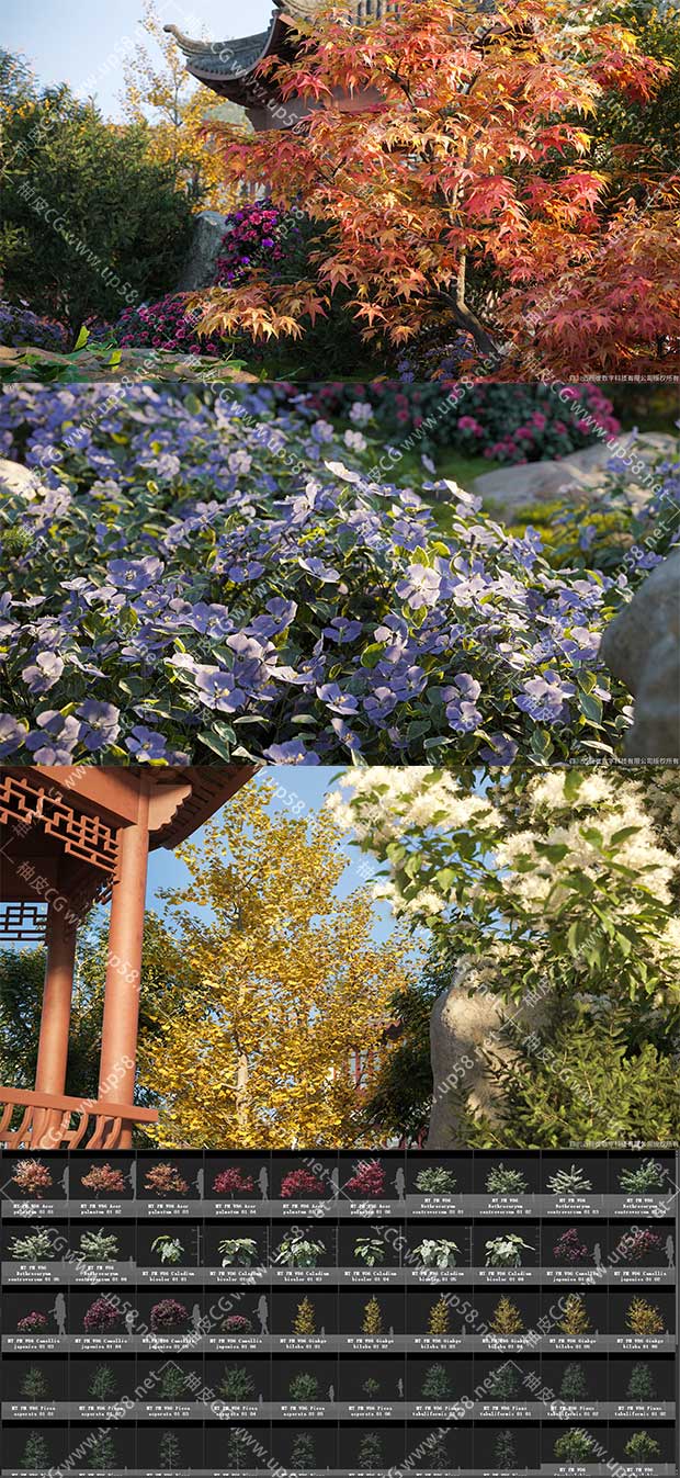 3DSMAX / VRay / Corona爬山虎云杉油松银杏山茶精细3D模型