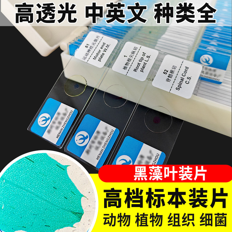 黑藻叶装片切片生物切片涂片小学初中高中生物科学实验切片显微镜观察玻片装片